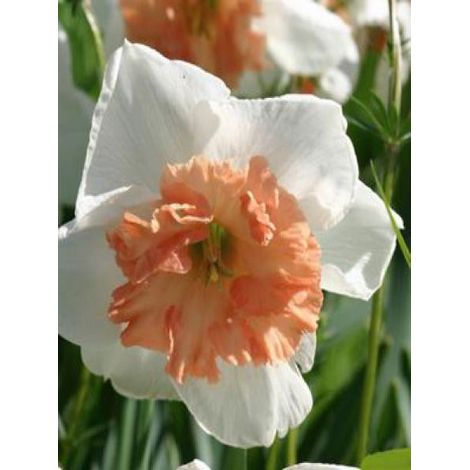 Narcisse à couronne 'Precocious' Boîte calibre 14/16 (par 10) (1/2)