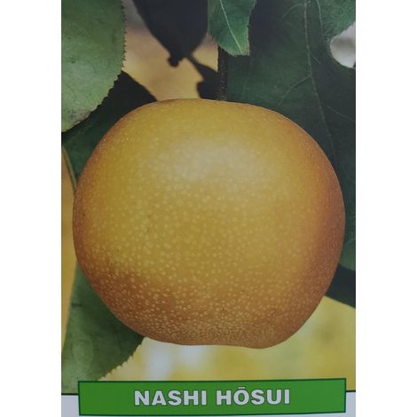Pera Nashi Hosui - pianta di 3 anni