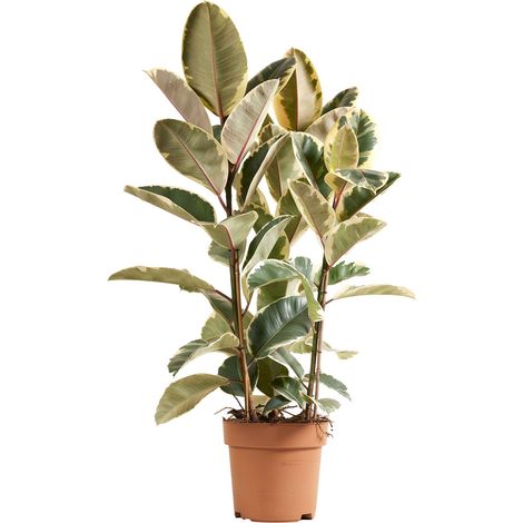 Bloomique - Ficus Elastica Tineke - Caoutchouc - Plante d'intérieur - Purificateur d'air - Hauteur 90-110 cm - Pot 27