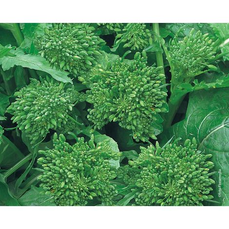 Semi di Cima di rapa barese marzatica centoventina (1/2)