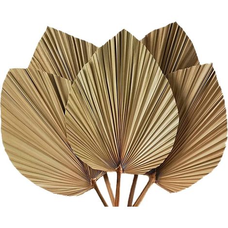 Palm Leaves 5 Pieces 18 Inches High x 10 Inches Wide Natural (1/5)