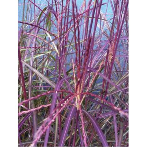 Eulalie, Roseau de Chine 'Purple Fall'® Godet de 8/9 cm