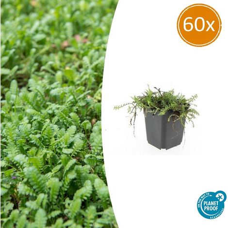 Lot de 60 Leptinella squalida - Plante Couvre-sol Persistante - Tapis Vert - Pot Ø 9 cm - 10-25 cm - PANGIVO (1/5)