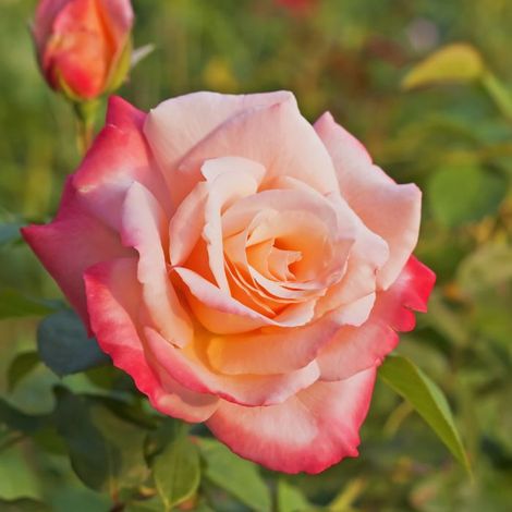 Gardenaria Rosa 'Laetitia Casta' - Rosa da giardino - Altezza: 30/40 cm (vaso22) (1/2)