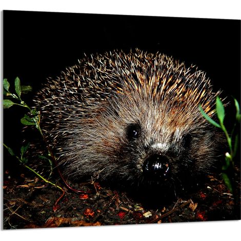 Panneau de verre pour la cuisine 65x60 Hedgehog (1/5)