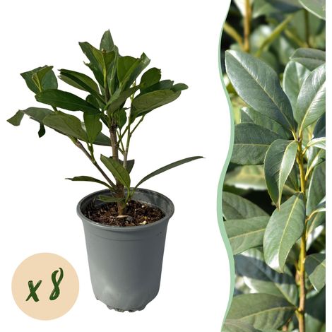 Laurier du Caucase Prunus laurocerasus Caucasica - 8 Plantes de Haie Persistantes - Pot 9cm 30-35cm - PANGIVO (1/5)