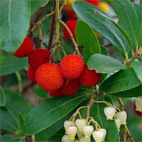 Arbre à fraises - Arbutus unedo - 30-40 cm pot