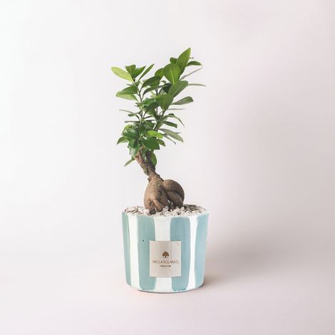 Bonsaï cadeau de mariage artisanal en ciment Ficus Ginseng Millerighe - Navy
