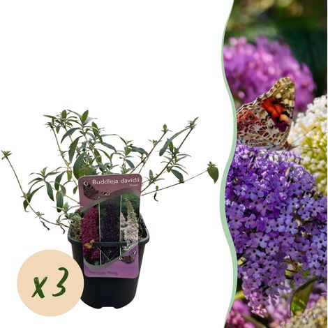 Arbre à papillons Buddleja davidii Tricolour Fleurs Roses Blanches Violettes Lot de 3 Plantes Pot 17cm - PANGIVO (1/5)