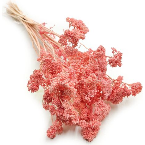 Milenrama seca - (Achillea) - Rosa