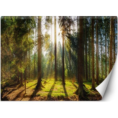 Carta Da Parati, Foresta in pieno sole - 200x140 (1/5)