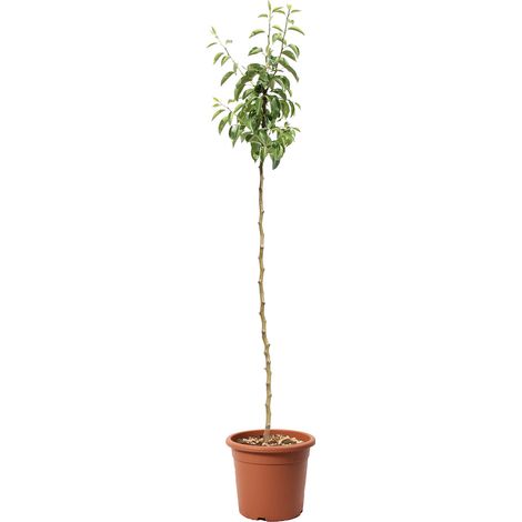 Alberello di Pero Williams - Pyrus Communis - Piante Vere da Esterno - Pianta da Frutto - Vaso da Coltura Ø 24 cm (1/3)