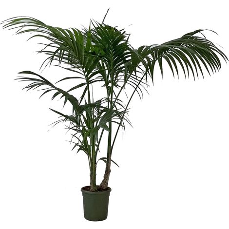 Howea Forsteriana Kentia - Palma da Interno Vera - Pianta Tropicale - H 170-180 cm Vaso Ø 24 cm (1/4)