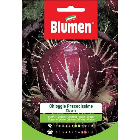 SEMI CICORIA DI CHIOGGIA PRECOCE BLUMEN