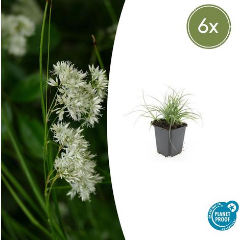 Lot de 6 Luzula nivea - Herbe des Neiges - Plante Vivace Persistante Argentée - 10-25 cm Ø9 cm - PANGIVO (1/5)