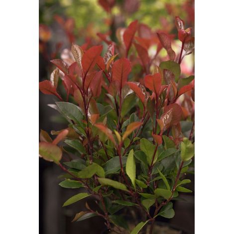 Glanzmispel 'Little Red Robin' Photinia fraseri 'Little Red Robin' C 80- 100