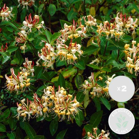 Bloomique - Lot de 2 - Lonicera henryi - Chèvrefeuille - Orange et rouge - Plantes grimpantes - Plantes de jardin - Persistantes - Rustiques - Hauteur 50-70 cm - Pot 15 cm