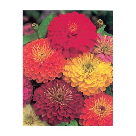 ZINNIA ROBUSTA - 2 G