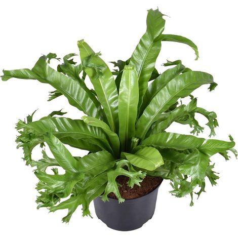 Asplenium Nidus Crissie Fougère d’Intérieur Feuillage Vert Décoratif Pot 23 cm Hauteur 55 cm - PANGIVO (1/4)