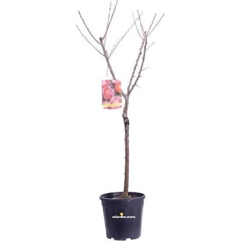 1 plant /tree (approx 1m) - Prunus ( santa rosa plum)