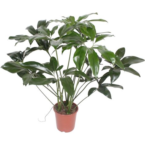Philodendron Green Wonder Plante Verte d'Intérieur Feuilles en Cœur Vert Foncé 100 cm ø24 cm - PANGIVO (1/4)