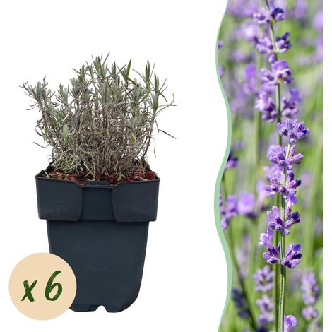 Lot de 6 Lavandes Hidcote pour Haie Parfumée, Feuillage Gris Persistant, Pot 17 cm, Hauteur 30 cm - PANGIVO (1/5)