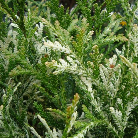 Thujopsis dolabrata Variegata Pot de 2L/3L
