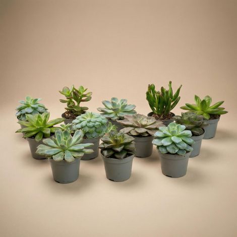 Lot de 12 Succulentes Variées Plantes Grasses d'Intérieur en Pots de 6 cm Hauteur 8-12 cm - PANGIVO (1/3)