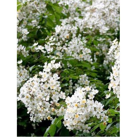 Rosier liane 'Kiftsgate' Pot de 4L/5L