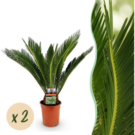 Lot de 2 Cycas Revoluta Palmier Sago Plante d'Intérieur Entretien Facile Pot 17cm H55-65cm - PANGIVO (1/5)