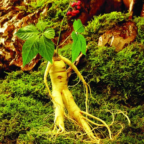Graines de ginseng plante à croissance facile herbe médicinale rare pour jardin cour