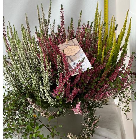 MIX ERICA CALLUNA + MUEHLENBECKIA IN VASO 20CM
