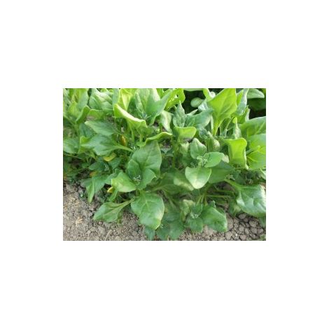 Tétragone cornue - 5g