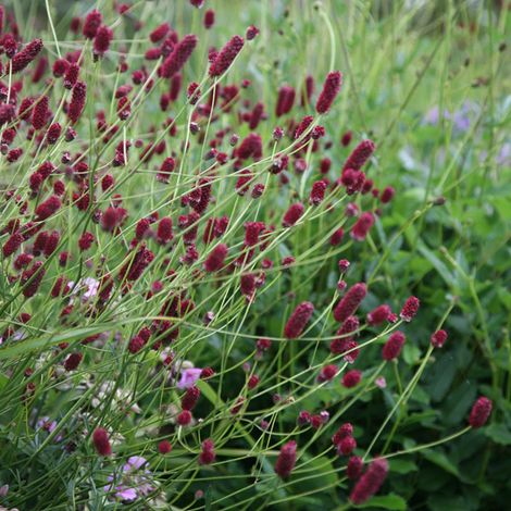 4 x Petite pimprenelle - Sanguisorba minor  - godet 9x9 cm