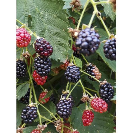 Mûrier 'Black Cascade' Pot de 2L/3L, Touffe