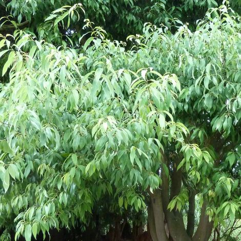 Chêne à feuilles de bambou, Quercus myrsinifolia/Pot de 15L - Baliveau (1/3)