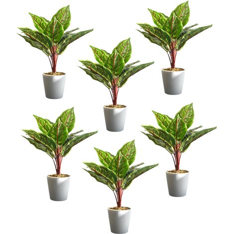Pack of 6 x 38cm Potted Calathea Veitchiane (1/5)