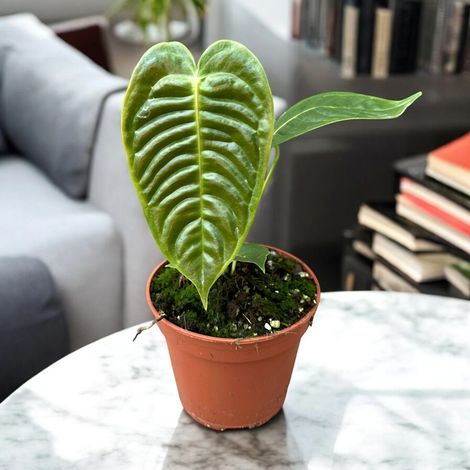 Gardenaria Anthurium veitchii - Pianta da interno ornamentale - Altezza: 30 cm (vaso 14) (1/5)