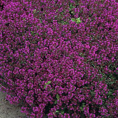 4 x Thym précoce  - Thymus praecox 'Purple Beauty'  - godet 9x9