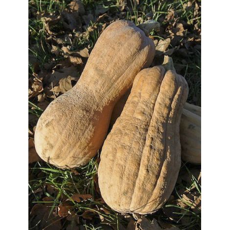 Courge musquée 'Violina bio' Sachet de 15 graines