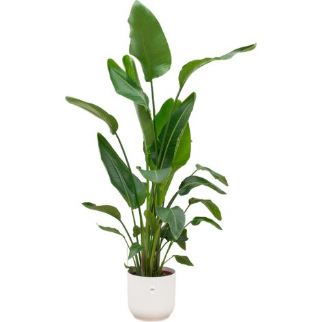 Strelitzia Nicolai Plante Verte d'Intérieur avec Pot Blanc Ø30 cm - 160 cm - PANGIVO