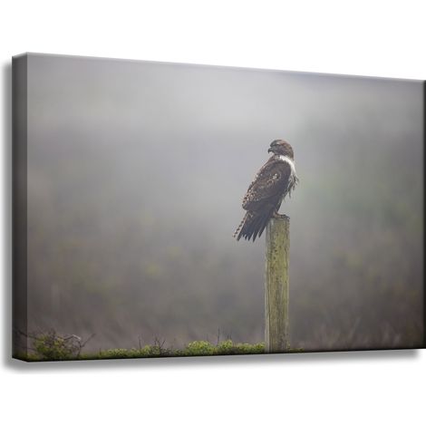 Leinwanddruck Tiere Vogel Falke 60x40 cm