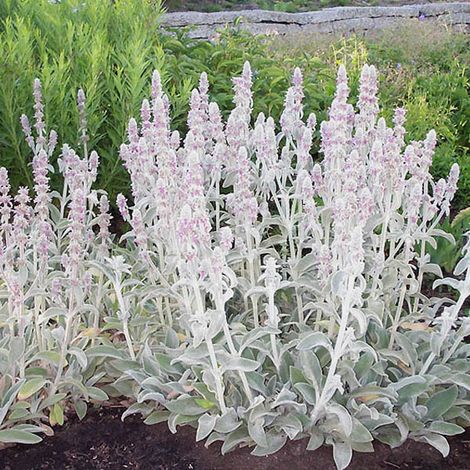4 x Oreille de lapin - Stachys byzantina  - godet 9x9 cm