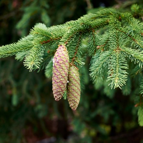 Épicéa commun Little Gem - Picea abies Little Gem 20/30cm Pot 2,5L