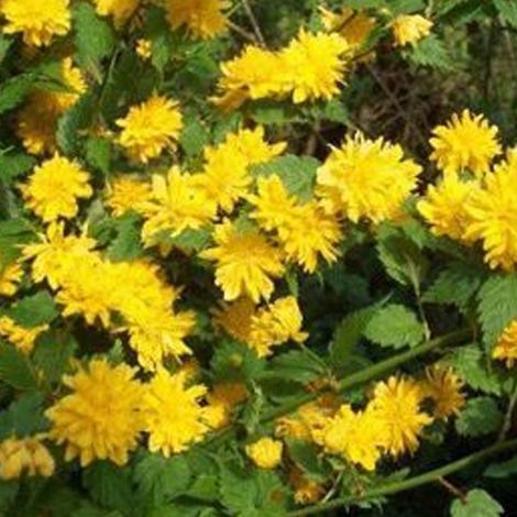 Corète du Japon - Kerria japonica 'Pleniflora' - 50-60 cm pot (1/5)