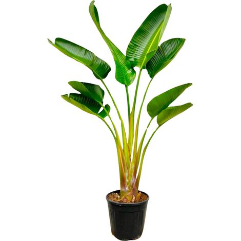 Strelitzia Augusta Oiseau du Paradis Blanc Plante Verte Intérieur et Jardin 160 cm Ø21-24 cm - PANGIVO
