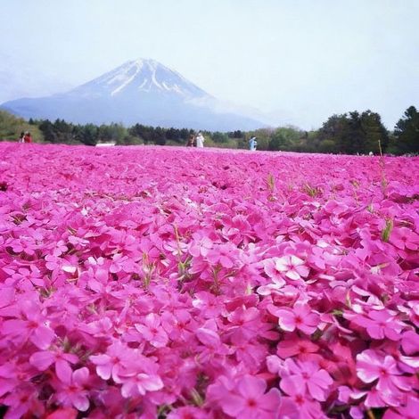 1000 graines de phlox roses, couvre-sol à croissance rapide, attire abeilles et papillons, idéal pour massifs, bordures et interstices entre pavés (1/5)