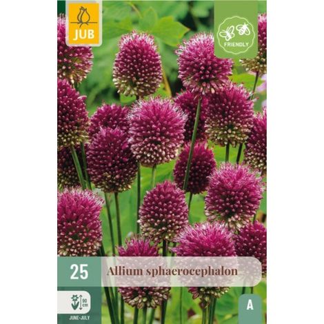 25 Bulbes Allium Sphaerocephalon Violet