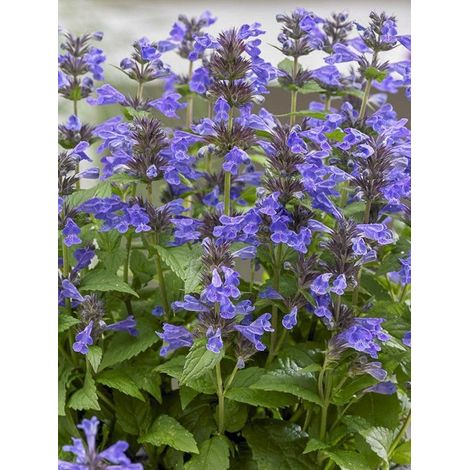 Chataire nervurée 'Neptune' Godet de 8/9 cm (1/5)