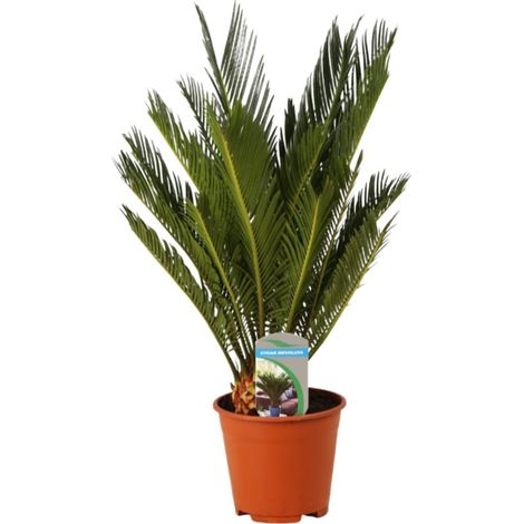 Cycas 50/60cm Pot 14cm Cycas revoluta
